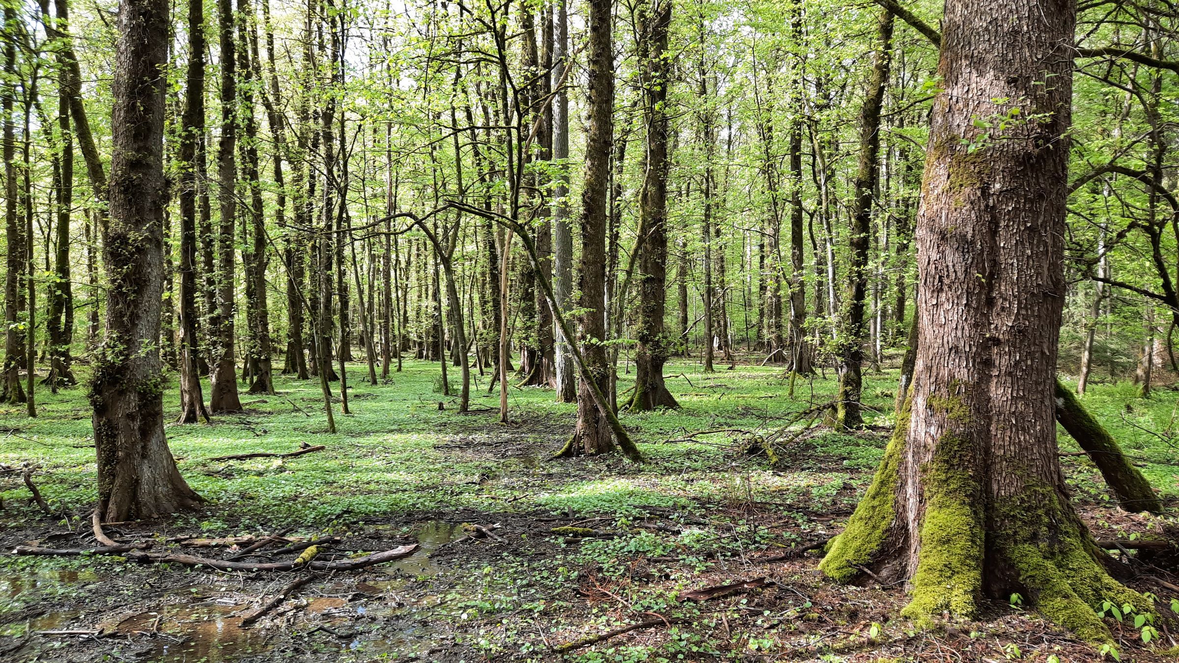Flatterulmenwald bei Ludersheim, Bild: S. Haas