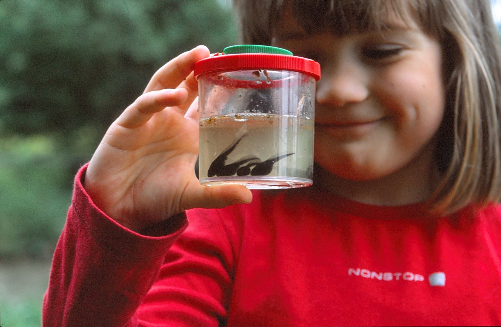 Kaulquappen in der Becherlupe, Bild: H. Frobel