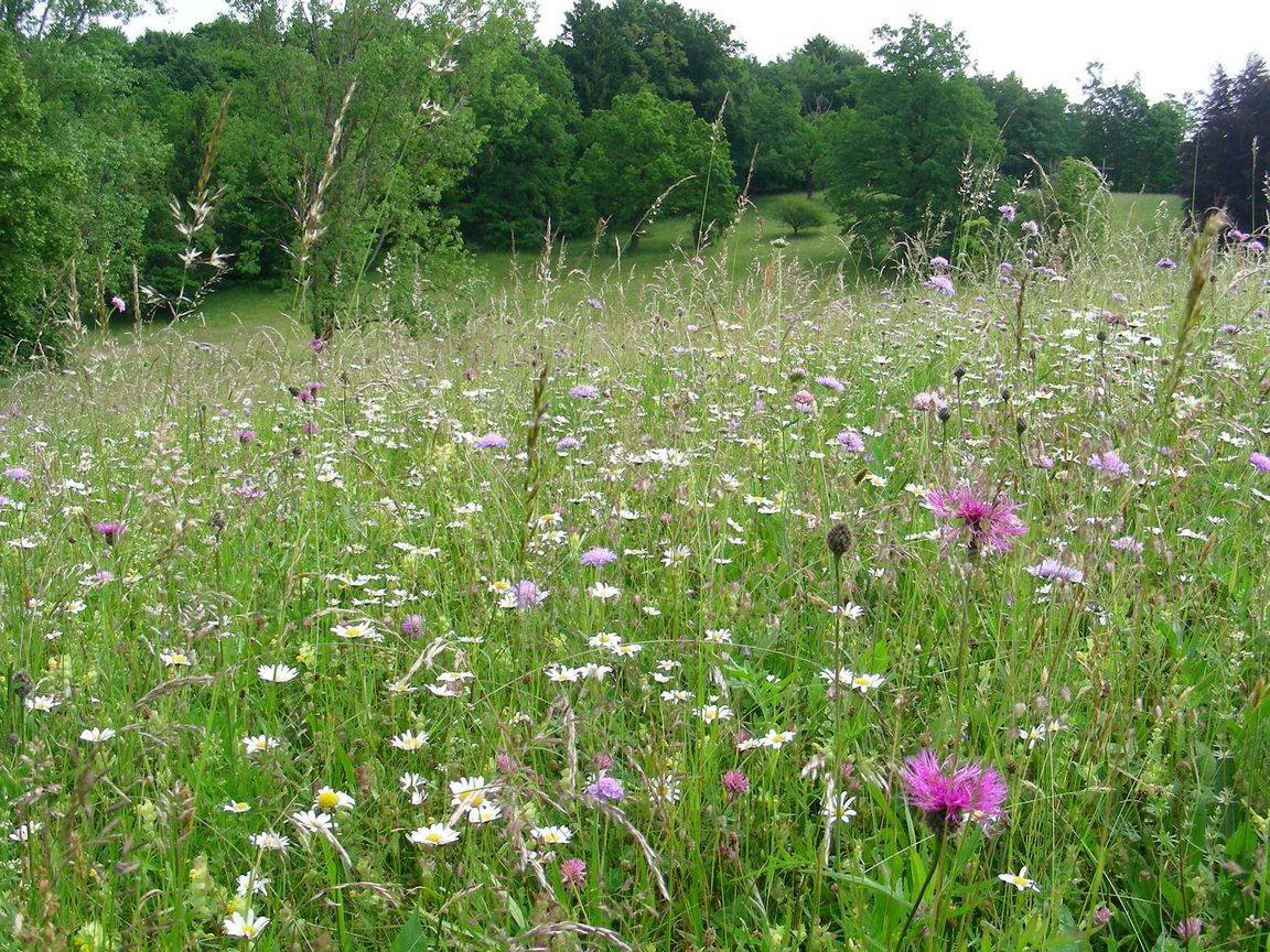 Artenreiche Blumenwiese, Bild: A. Bitterlich
