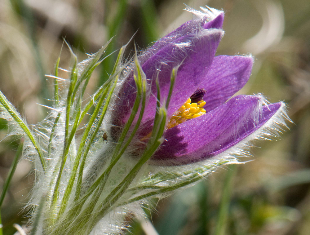 Foto: H.Frobel Küchenschelle