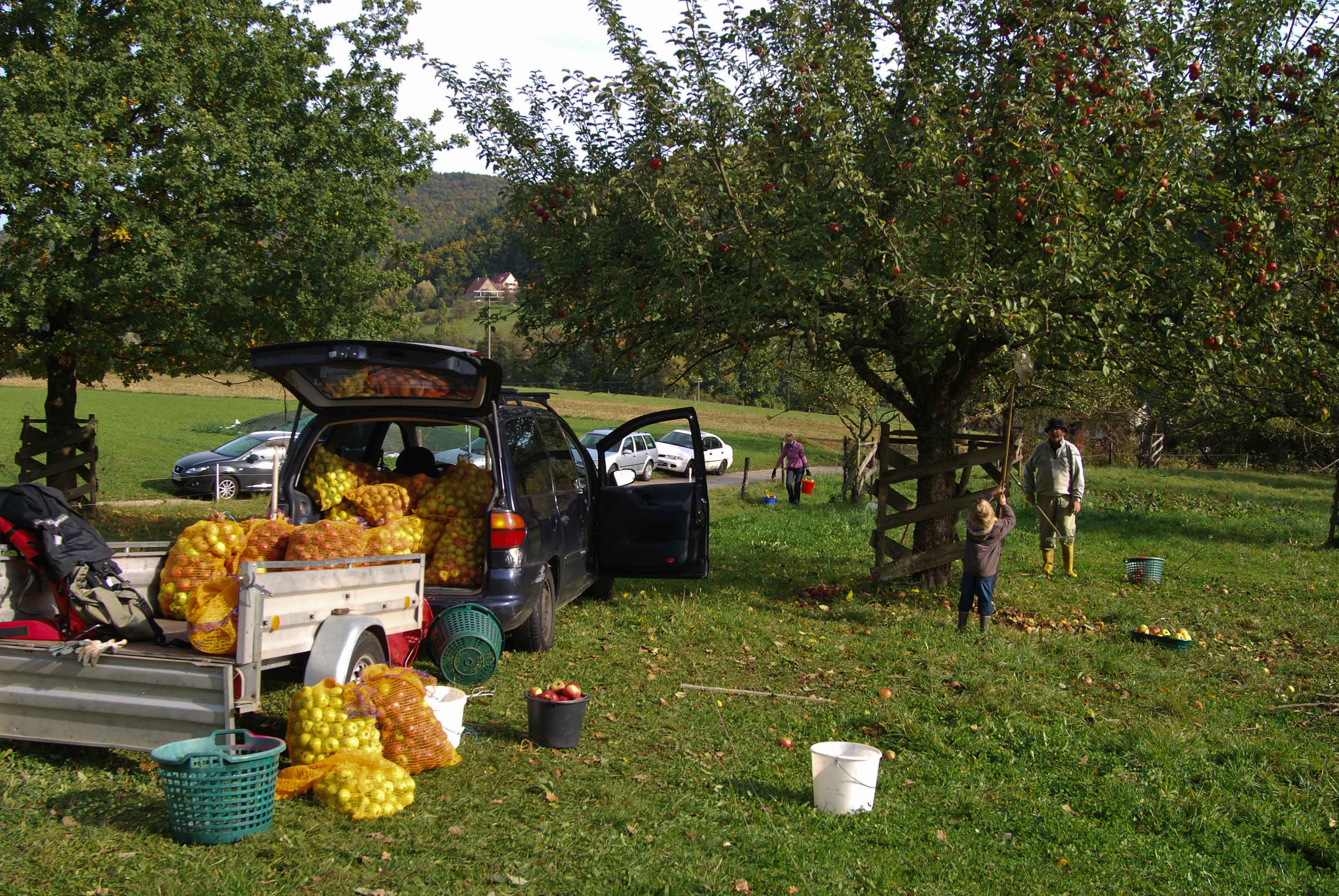 Foto: H.Frobel Apfelernte